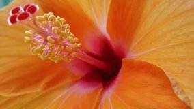 Beautiful flower blooming in tropical garden in Thailand. 4K video footage