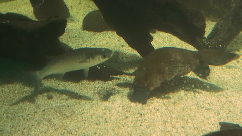 panning shot of an australian platypus feeding