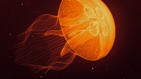 Jellyfish Nightlights Orange.