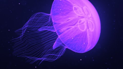 Jellyfish Nightlights Magento.