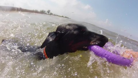 Doberman dog playing with toy in sea