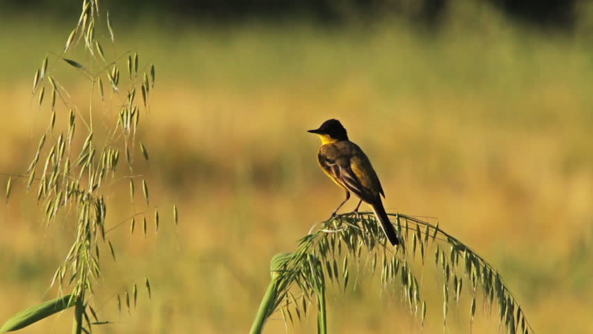 Plot of farmland. Male Black-headed Wagtail (Motacilla flava feldegg) before nightfall.