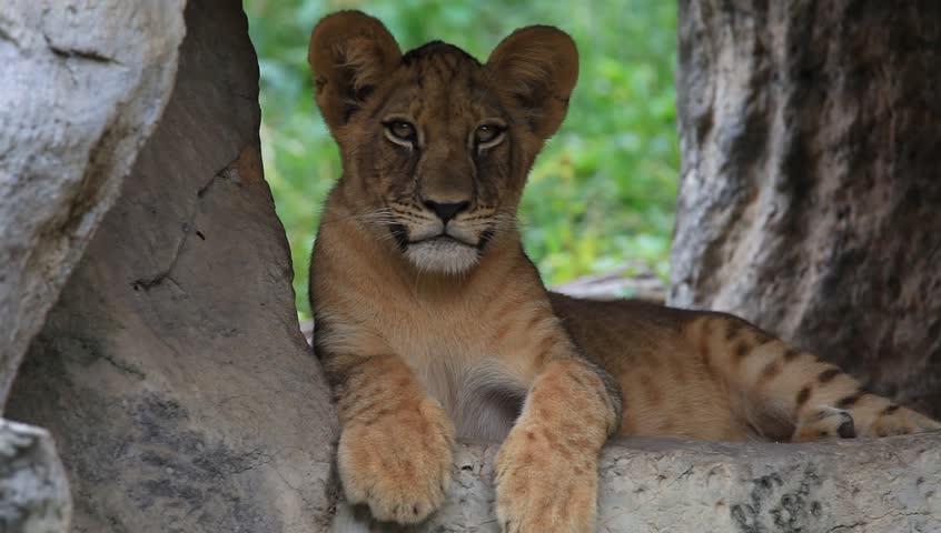 Young Lion Laying Down in a Zoo
