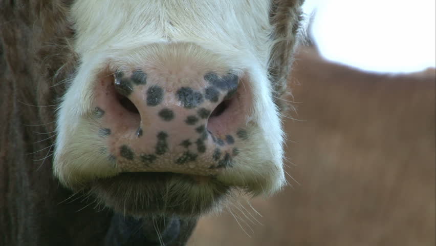 close-up chewing cow maw Stock Footage Video (100% Royalty-free) 685390 ...