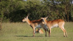 Playful male red lechwe antelopes (Kobus leche) in natural habitat, southern Africa
