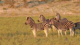 Plains (Burchells) Zebras (Equus burchelli) walking in natural habitat, South Africa