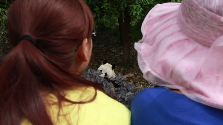 Tourists visit the giant panda breeding research center in chengdu china