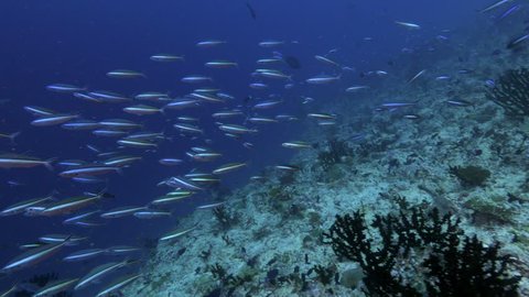 4k | fish school swim over reef | maldives