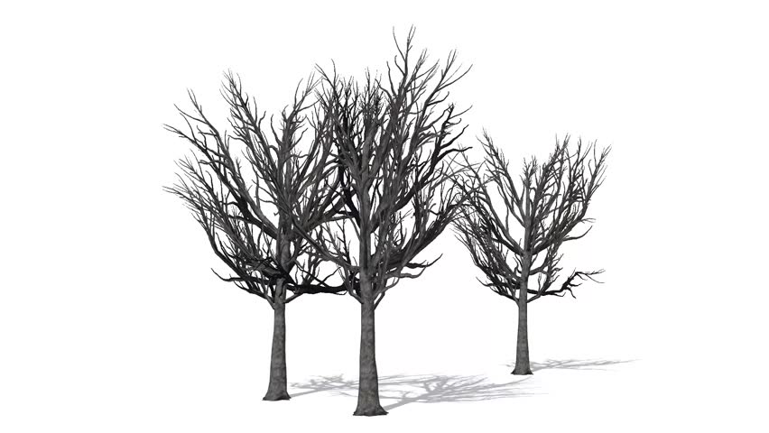 Tree - Willow Oak Winter Stock Footage Video (100% Royalty-free