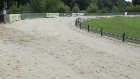 Huenstetten, Germany - July 20, 2014: Greyhounds running on a racetrack during an international Greyhound racing in Huenstetten on July 20, 2014