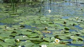 River with white water lilies.Natural landscape.