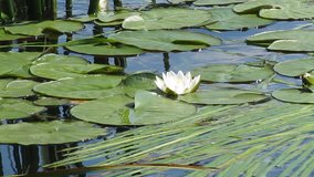 Water lily. Beautiful flower in reservoir.