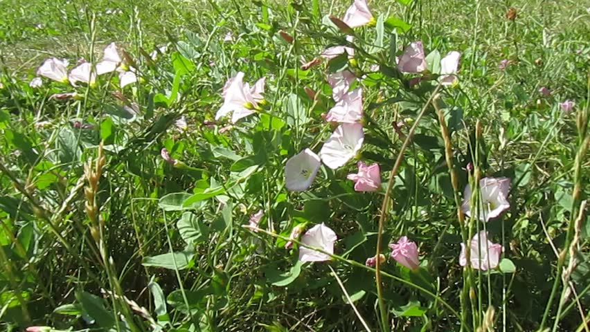 Lawn with flowers. Natural landscape.