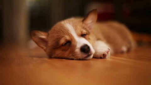 Pembroke Welsh Corgi puppy sleeping on wooden floor. Opens her eyes and shuts them again. Slow motion. HD 720.