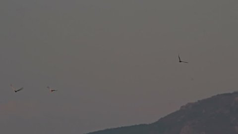 Balkan storyline. A flock of Lesser Kestrels in flight over the village.