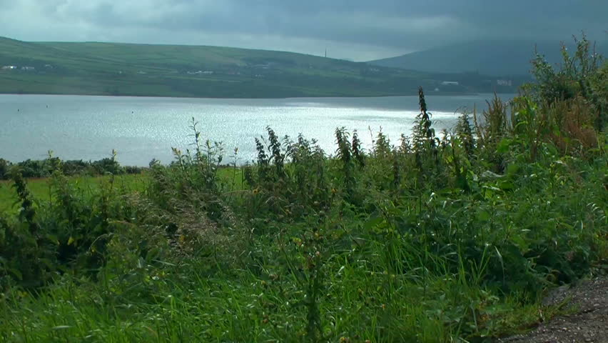 View of Dingle Bay / Harbour in Dingle Bay, Ireland. Plants in the foreground are blown by the wind, and the clouds appear as ready to storm.