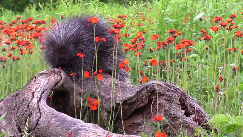 A close up of a baby porcupine trying to eat the flowers