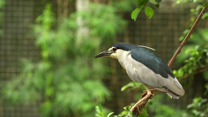 Black-crowned night-heron