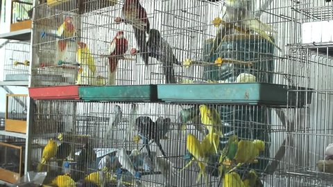 parrots in cage