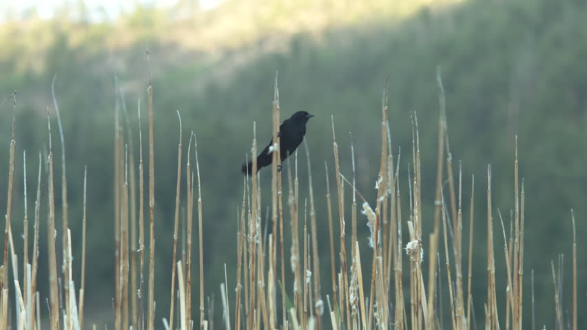 a shot of a red-winged blackbird sitting on a cattail. shot on a bmcc