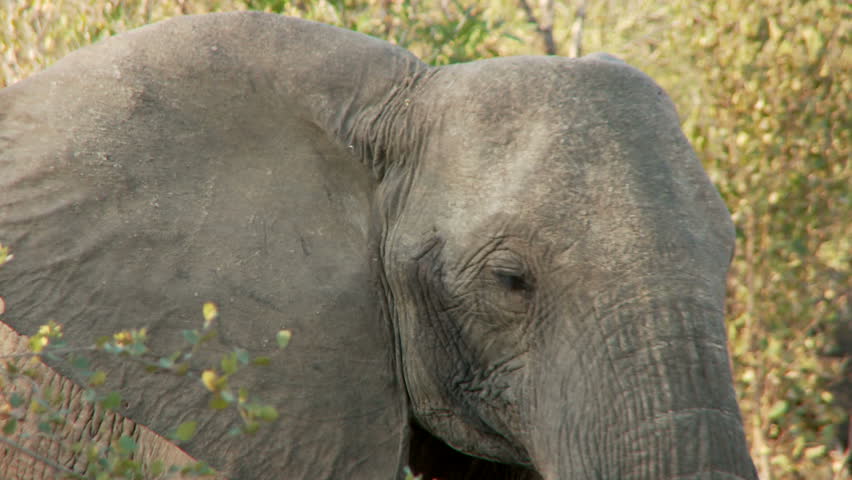 A female elephant with her ears out 