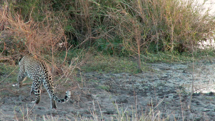 A leopard walks around a bush before stopping to stare out into the open plains