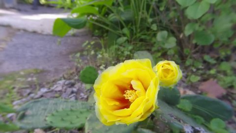 Prickly Pear Cactus flower time lapse