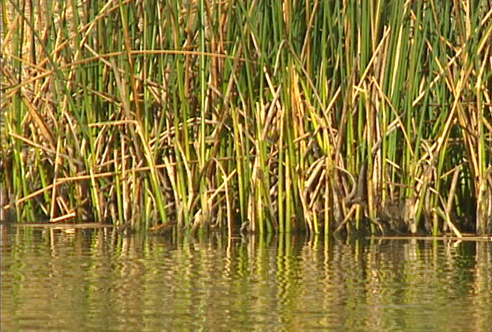 A Canada Goose swimming on a pond.