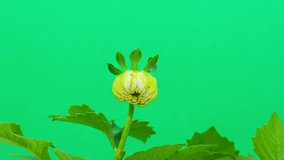 HD macro timelapse video of white dahlia flower growing and blossoming against a green screen/Dahlia flower blooming macro time lapse on green