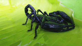 Giant black scorpion in rain forest of Thailand. Dangerous animal HD video