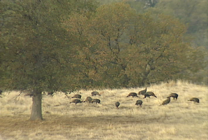A rafter of wild turkeys.
