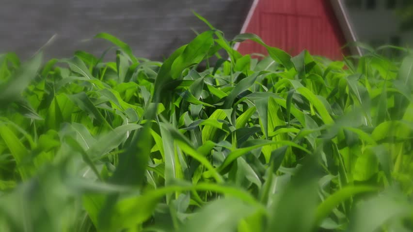 Young corn stalks wave in the wind in front of a red barn. HD 1080p cornfield beauty shot.