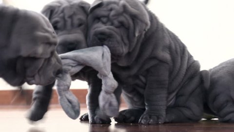 Shar Pei dogs with a toy.
Three blue grey Sharpei puppies stretching cloth.
