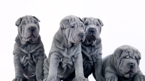 Shar Pei dogs looking at camera with a white background.
Four blue grey Sharpei puppies.
