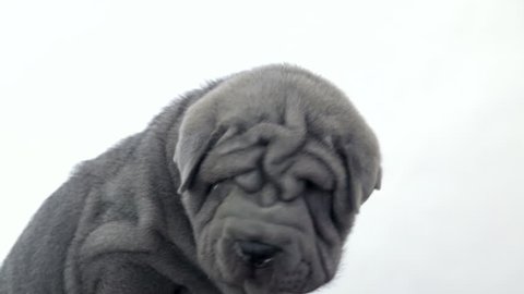 Shar Pei dogs looking at camera with a white background.
One blue grey Sharpei puppy being petted by its owner.
