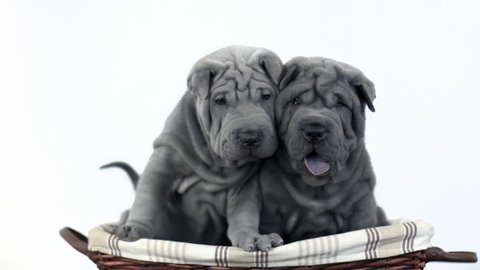 Shar Pei dogs looking at camera with a white background.
Two blue grey Sharpei puppies in a basket.
