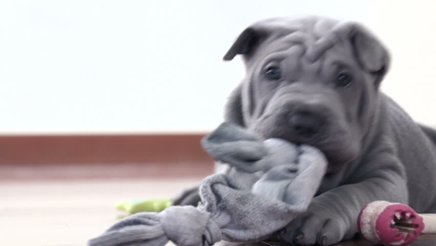 Shar Pei Dog With A Stock Footage Video 100 Royalty Free Shutterstock