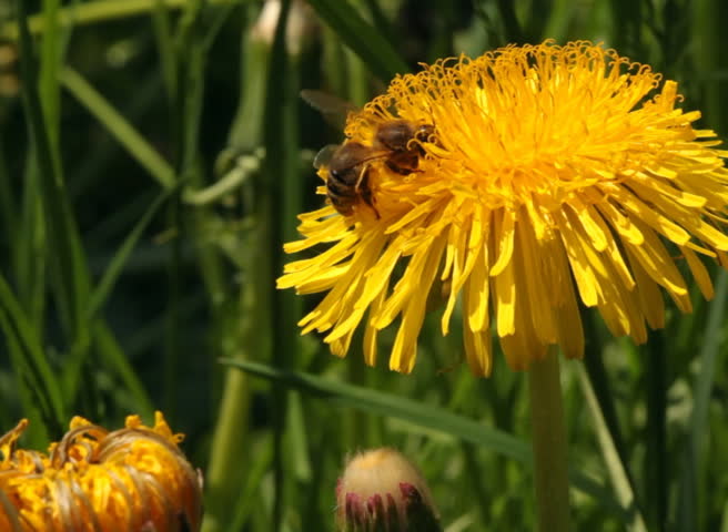 Working bee collecting pollen from a dandelion  