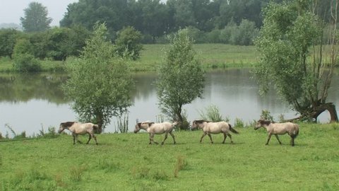 Juvenile konik stallions moving in a row across river landscape, following the herd of Konik horses in Blauwe Kamer nature reserve along the Lower Rhine, The Netherlands.