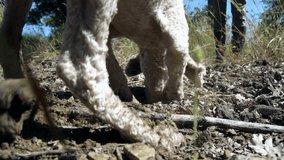 Truffle Dog Slow Motion HD
A slow motion video of a cute truffle dog digging a hole in the ground seeking for truffles in Umbria region, Italy