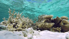 tropical underwater world