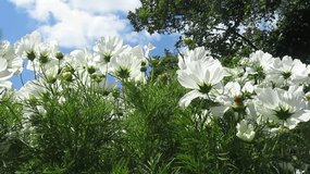Cosmos flowers. Landscape with beautiful flowers and trees. Video of summer day.