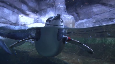 Close up of Penguin Floating in Water Stock Video