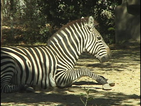Zebra Sitting