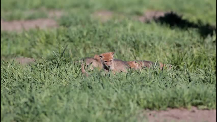 "Coyote Pups at Play" - A pack of newborn coyote pups romp, jump and play in the morning sun.  Grand Teton National Park, Wyoming.