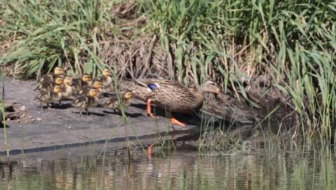 "Duck Dynasty" - Eleven one week old ducklings keeps mother mallard on her flippers. Herding ducklings can be as difficult as herding cats. 
