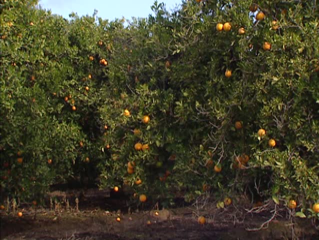 Orange grove, California - pan. Orange trees are grown for their sweet fruit. Like most citrus plants, oranges grow well under moderate temperatures.