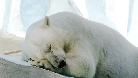 Portrait of a sleeping polar bear in a zoo
