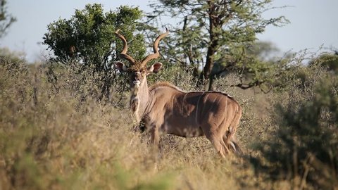 Big male kudu antelope (Tragelaphus strepsiceros) in natural habitat, South Africa