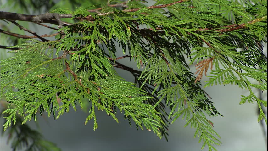 Zoom out of a large powerful rushing waterfall